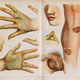 Illustration for article titled The Arsenic Dress: How Poisonous Green Pigments Terrorized Victorian Fashion